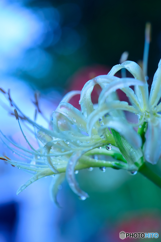 雨上がりの曼珠沙華1