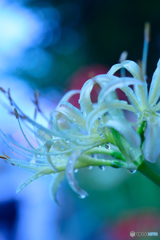 雨上がりの曼珠沙華1