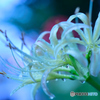 雨上がりの曼珠沙華1