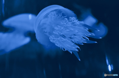 Blue Jellyfish Blue