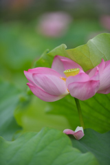 ひとひらの花片