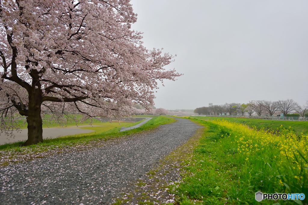 霧雨けむる土手沿い桜散歩道