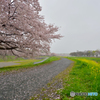 霧雨けむる土手沿い桜散歩道