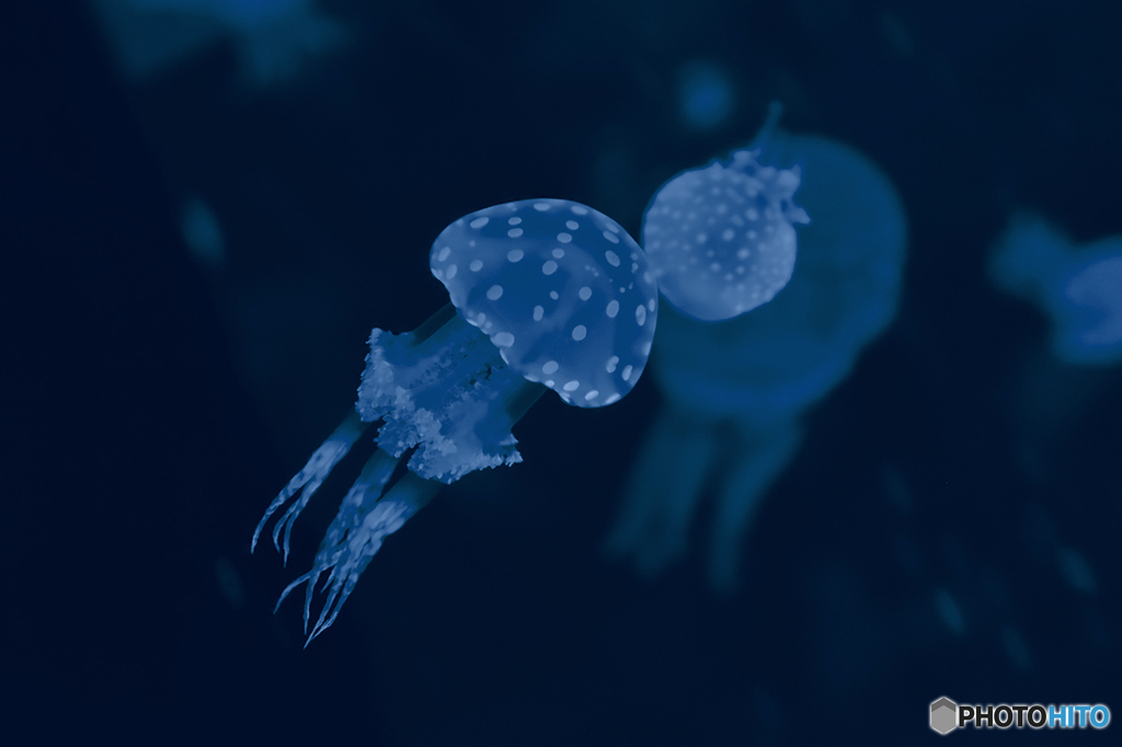 Blue Jellyfish Blue