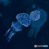 Blue Jellyfish Blue