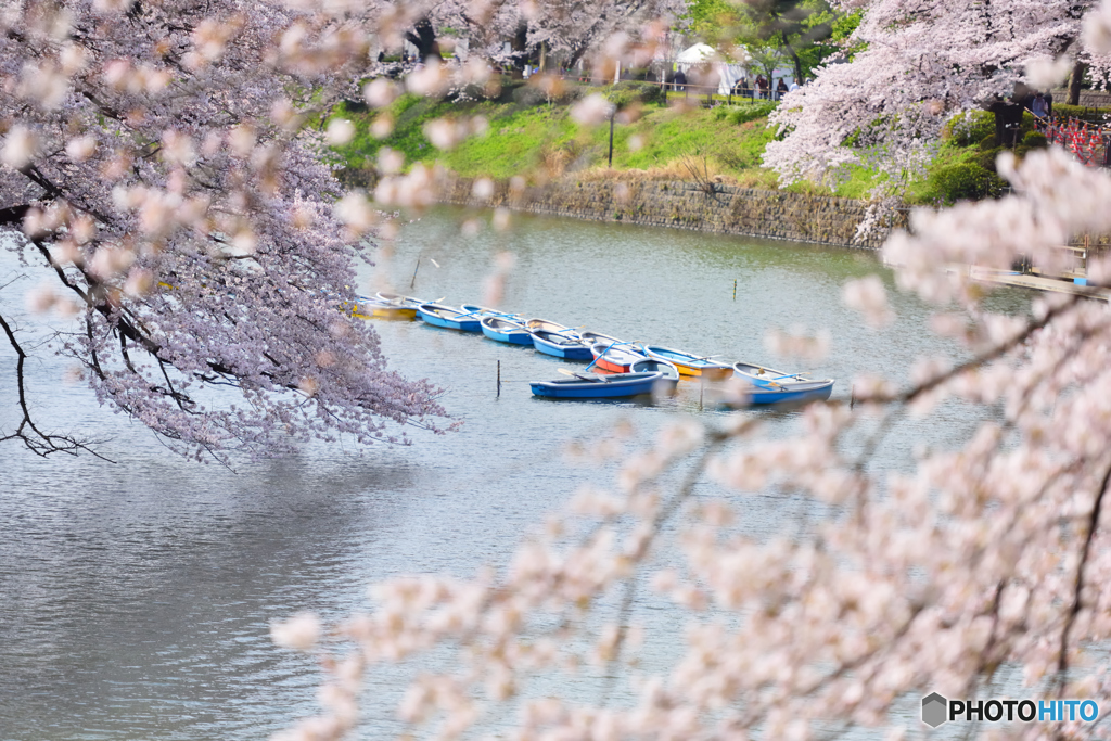 千鳥ヶ淵のボート