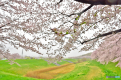 霧雨けむる土手沿い桜散歩道