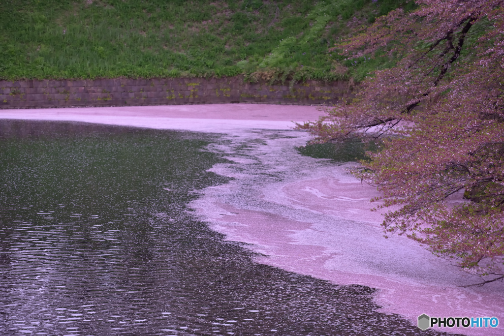 千鳥ヶ淵〜ピンクに染まる水面５