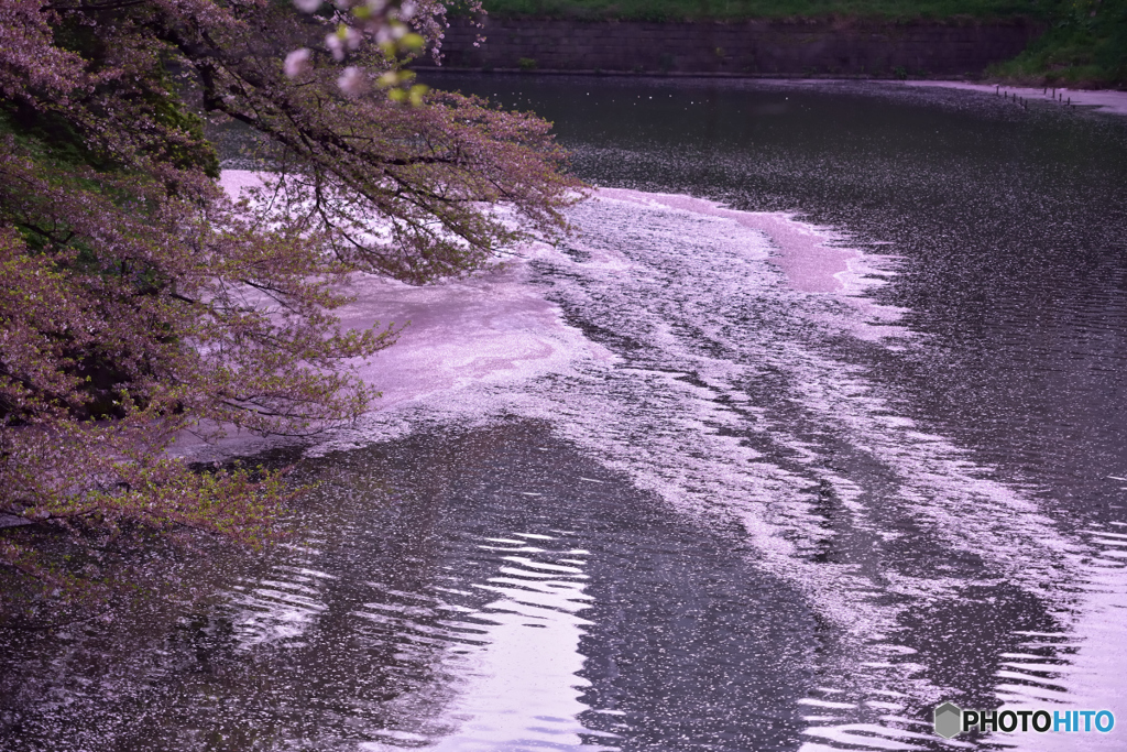 千鳥ヶ淵〜ピンクに染まる水面３