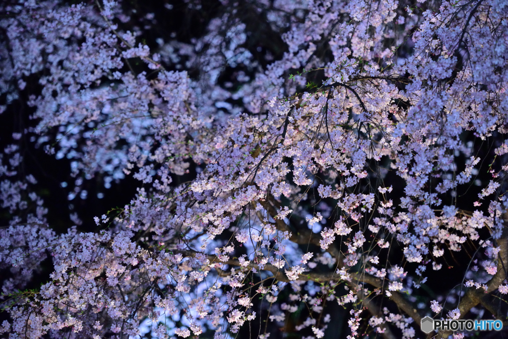六義園　夜桜