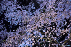 六義園　夜桜