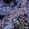 六義園　夜桜