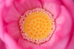 不忍の　やがて開く　蓮の花