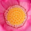 不忍の　やがて開く　蓮の花
