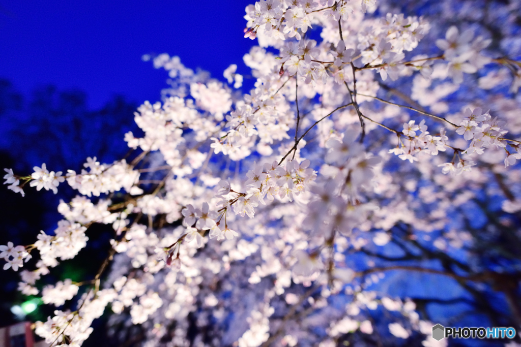 日没前の六義園　桜２