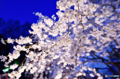 日没前の六義園　桜２