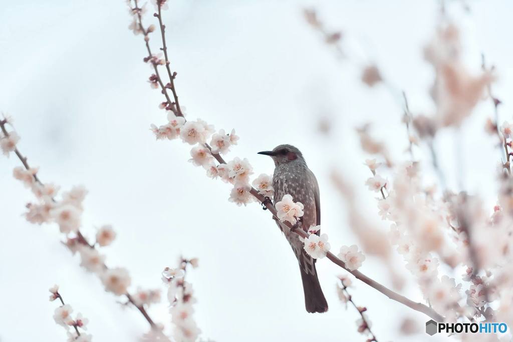 大宮公園　梅まつり