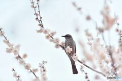 大宮公園　梅まつり