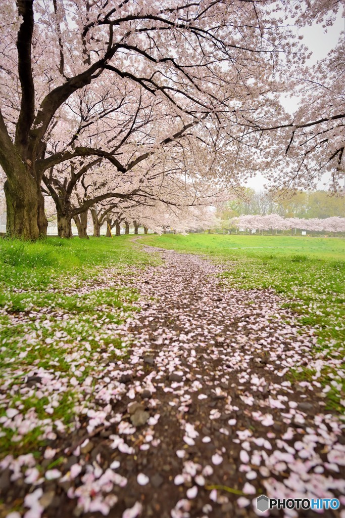 霧雨けむる桜道