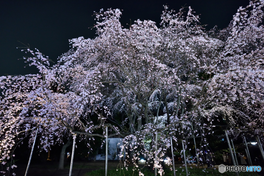 六義園　夜桜