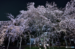 六義園　夜桜