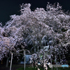 六義園　夜桜