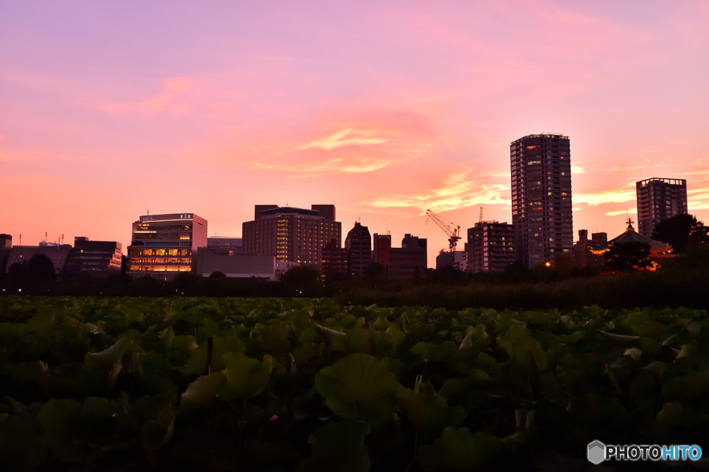 不忍池～夕暮れ便り～