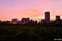 不忍池～夕暮れ便り～