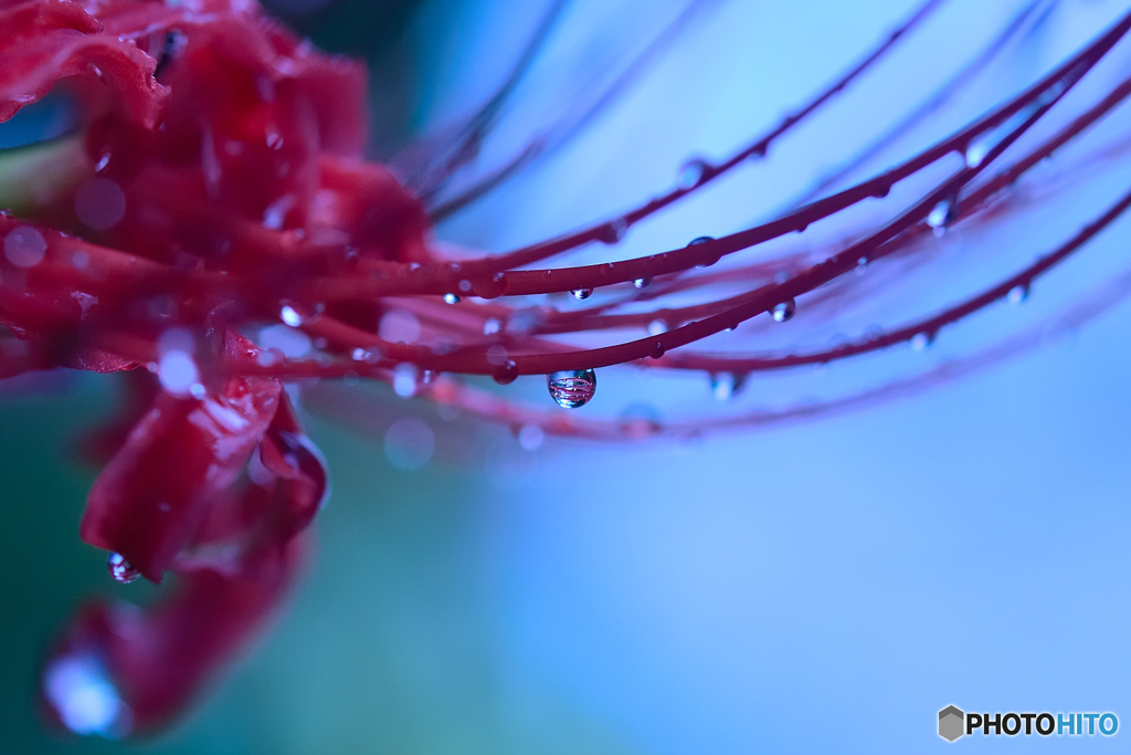 曼珠沙華の涙