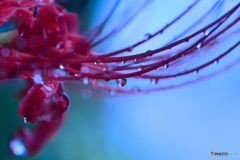 曼珠沙華の涙