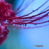 曼珠沙華の涙