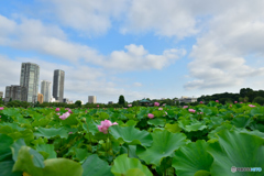 不忍池の蓮