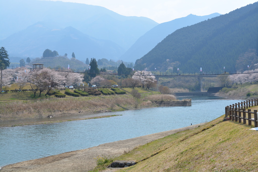桜満開～