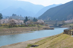 桜満開～