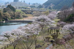 桜桜桜～