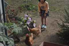 今度はニワトリさんあそぼー♪