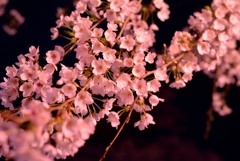 家山トンネル　雨の夜桜