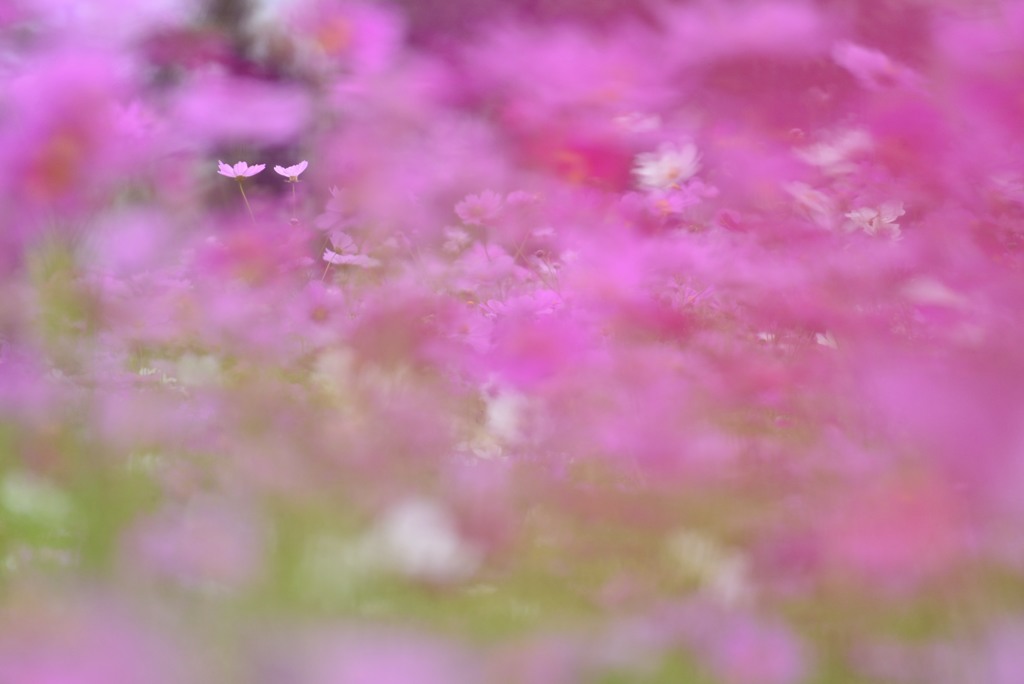 フォーカス