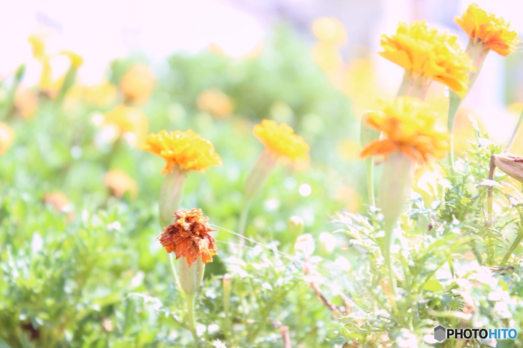 花