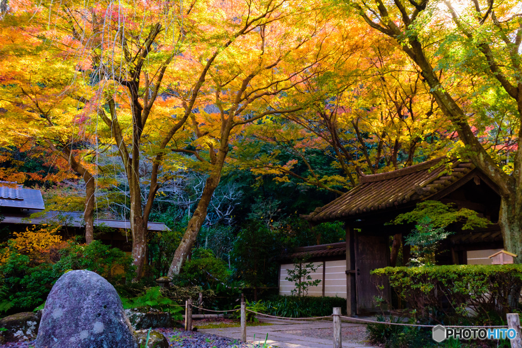 紅葉にさす陽