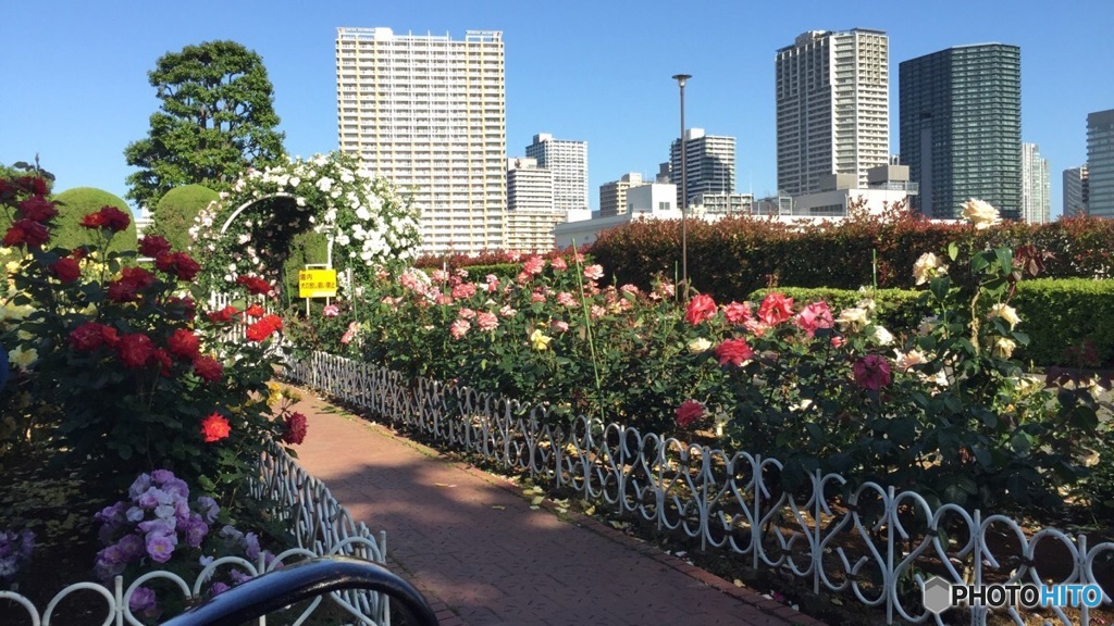 東京のど真ん中で見つけた薔薇園