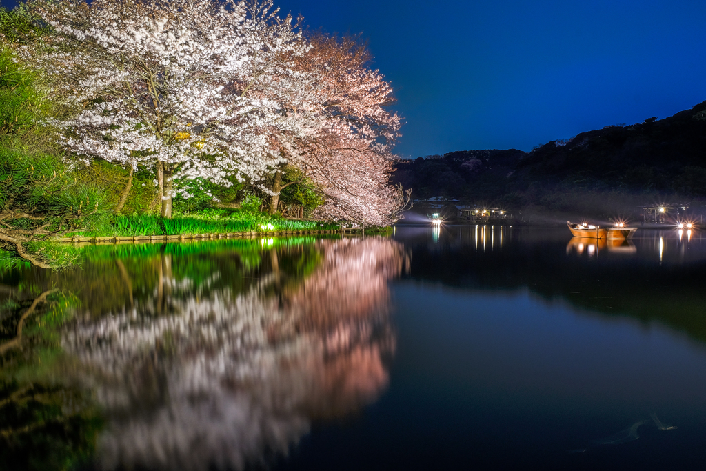 観桜の夕べ１