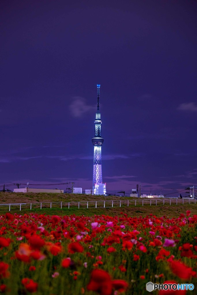 夕暮れポピー