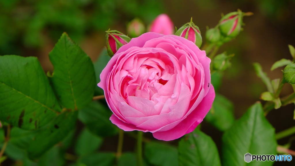 薔薇