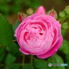 薔薇