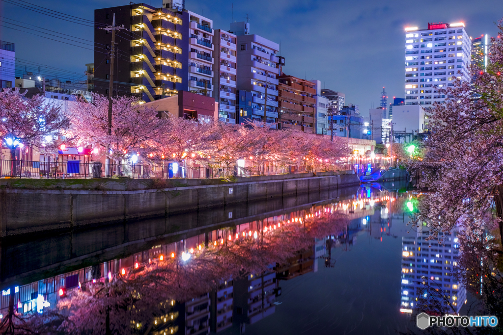 大岡川の桜１０
