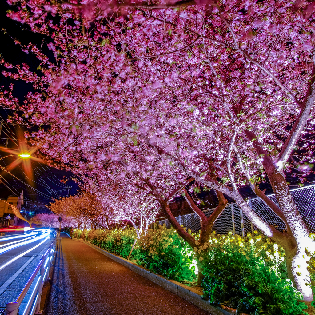 Cherry Blossom