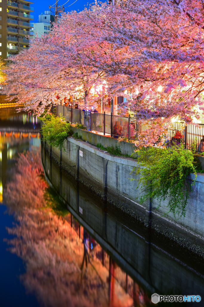 cherry tree at evening V