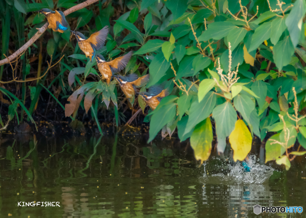 King　Fishers