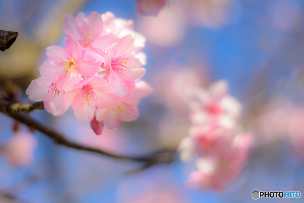 想いを託す-河津桜-